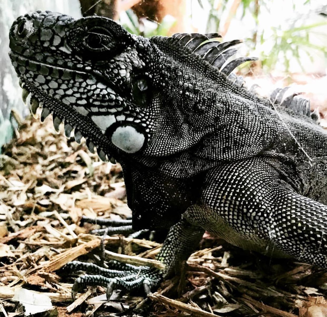Iguana preta registrada nas alamedas do Orquidário Municipal de Santos